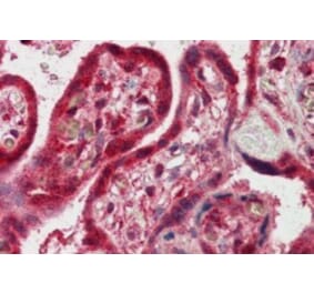 Immunohistochemistry - Anti-FAPP2 Antibody (A83976) - Antibodies.com