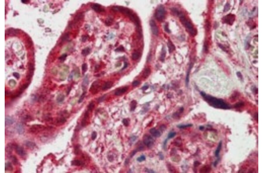 Immunohistochemistry - Anti-FAPP2 Antibody (A83976) - Antibodies.com