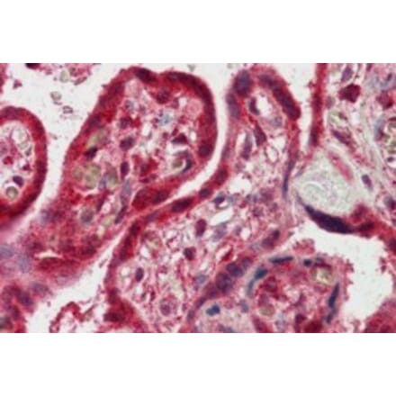 Immunohistochemistry - Anti-FAPP2 Antibody (A83976) - Antibodies.com