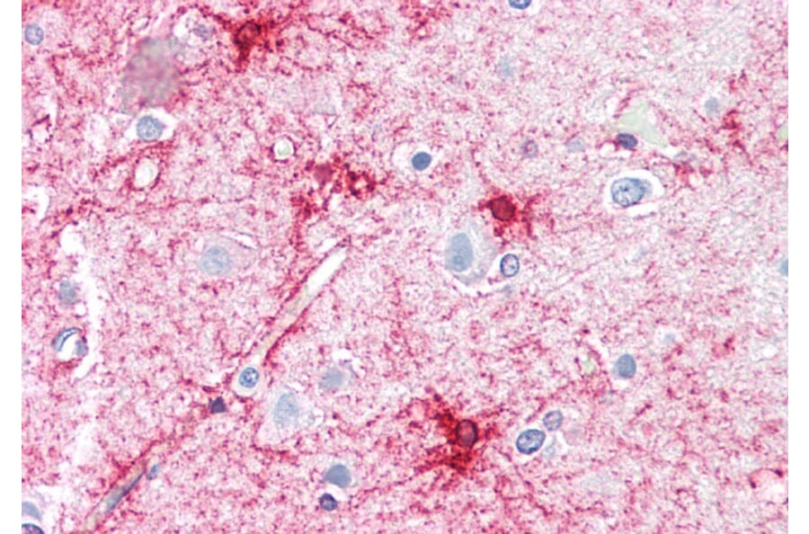 Immunohistochemistry - Anti-VPS45A (C Terminus) Antibody (A83977) - Antibodies.com