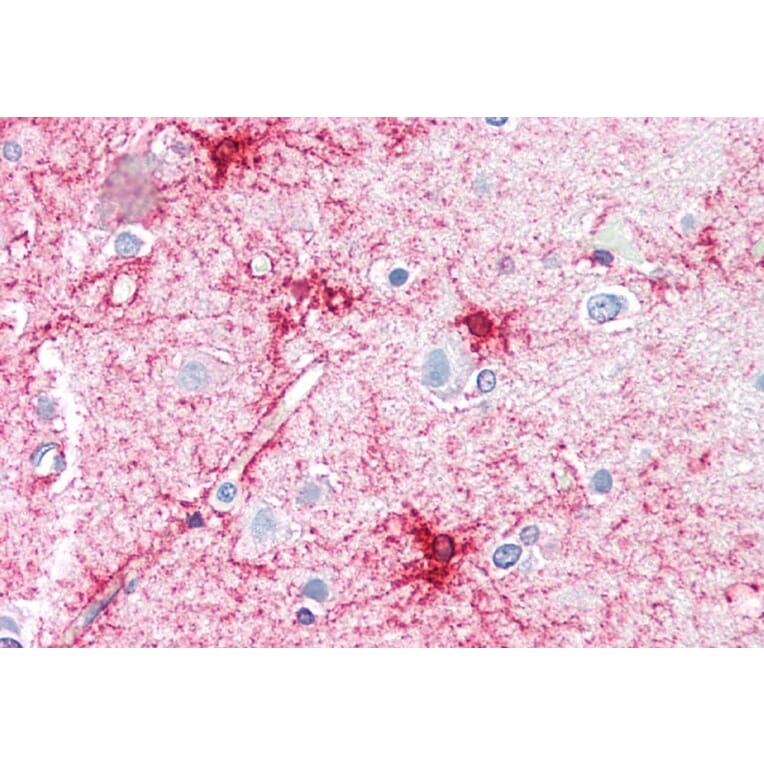 Immunohistochemistry - Anti-VPS45A (C Terminus) Antibody (A83977) - Antibodies.com