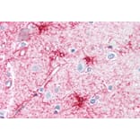 Immunohistochemistry - Anti-VPS45A (C Terminus) Antibody (A83977) - Antibodies.com