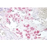 Immunohistochemistry - Anti-VPS45A (C Terminus) Antibody (A83977) - Antibodies.com
