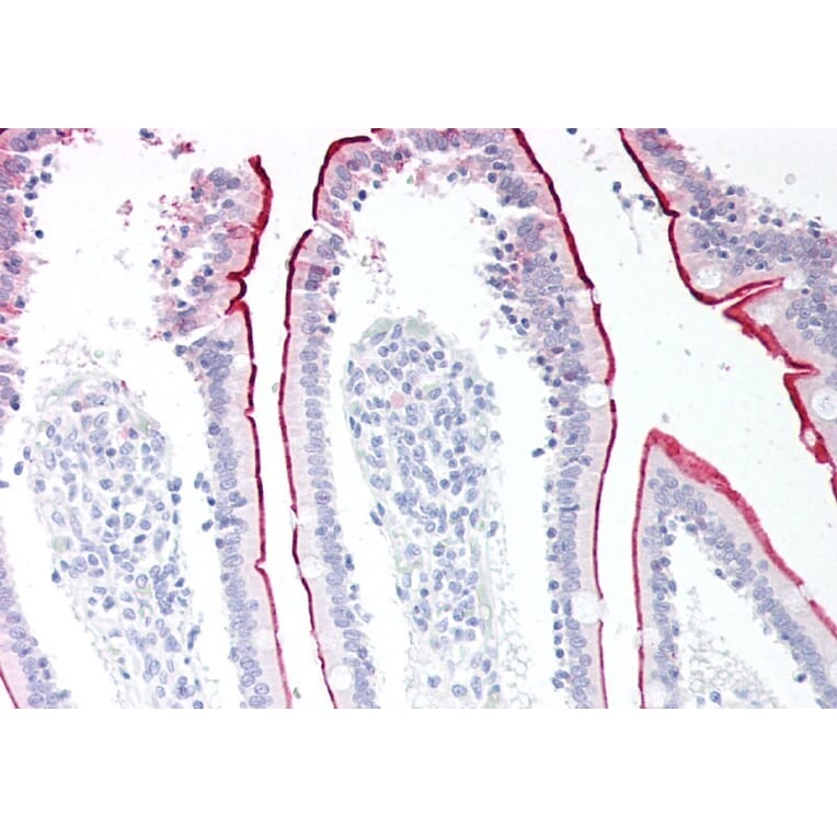 Immunohistochemistry - Anti-VPS45A (C Terminus) Antibody (A83977) - Antibodies.com