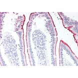 Immunohistochemistry - Anti-VPS45A (C Terminus) Antibody (A83977) - Antibodies.com