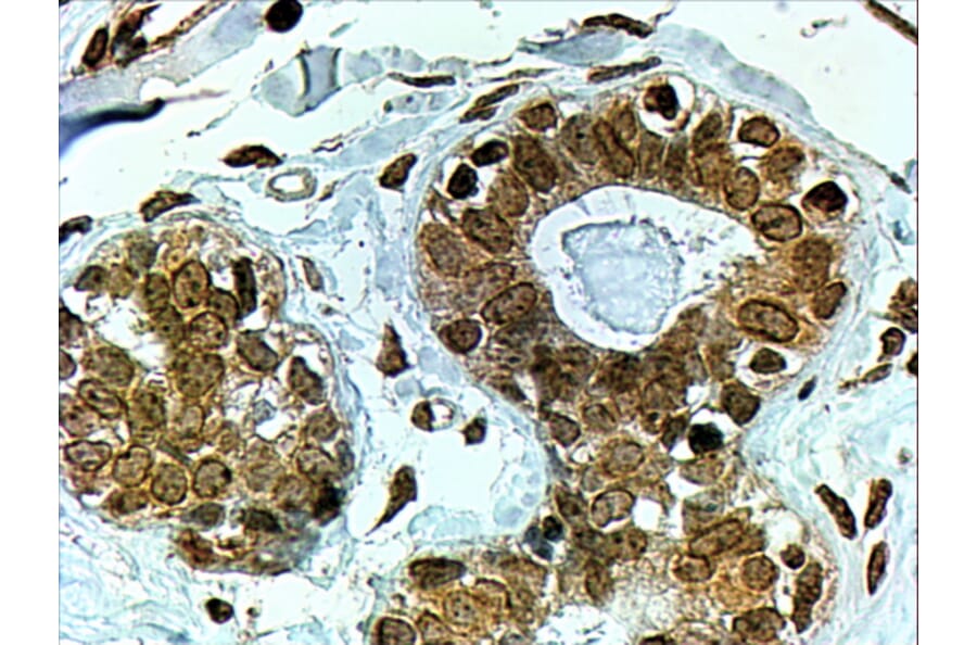 Immunohistochemistry - Anti-CYP7B1 Antibody (A83981) - Antibodies.com