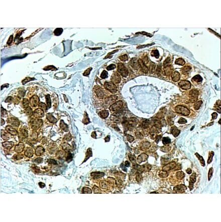 Immunohistochemistry - Anti-CYP7B1 Antibody (A83981) - Antibodies.com