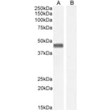 Western Blot - Anti-Pleckstrin Antibody (A83983) - Antibodies.com