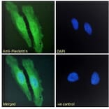 Immunofluorescence - Anti-Pleckstrin Antibody (A83983) - Antibodies.com