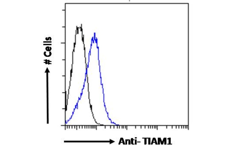 Flow Cytometry - Anti-TIAM1 Antibody (A83986) - Antibodies.com