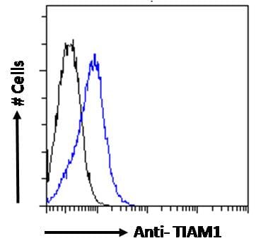 Anti-TIAM1 Antibody (A83986) Flow cytometric analysis of paraformaldehyde fixed Jurkat cells (blue line), permeabilized with 0.5% Triton. Primary incubation 1hr (10µg/ml) followed by Alexa Fluor 488 secondary antibody (0.4µg/ml). IgG control: Unimmunized goat IgG (black line) followed by Alexa Fluor 488 secondary antibody.