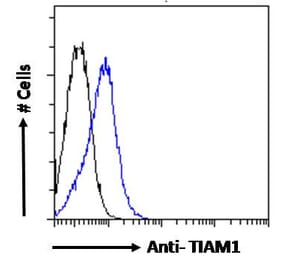 Flow Cytometry - Anti-TIAM1 Antibody (A83986) - Antibodies.com