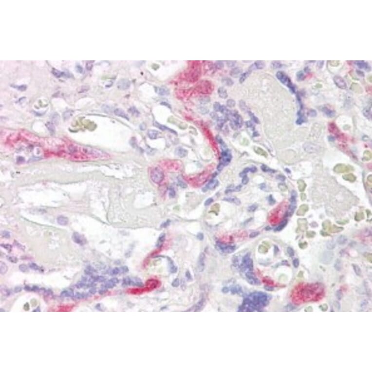 Immunohistochemistry - Anti-TSSC3 Antibody (A83987) - Antibodies.com