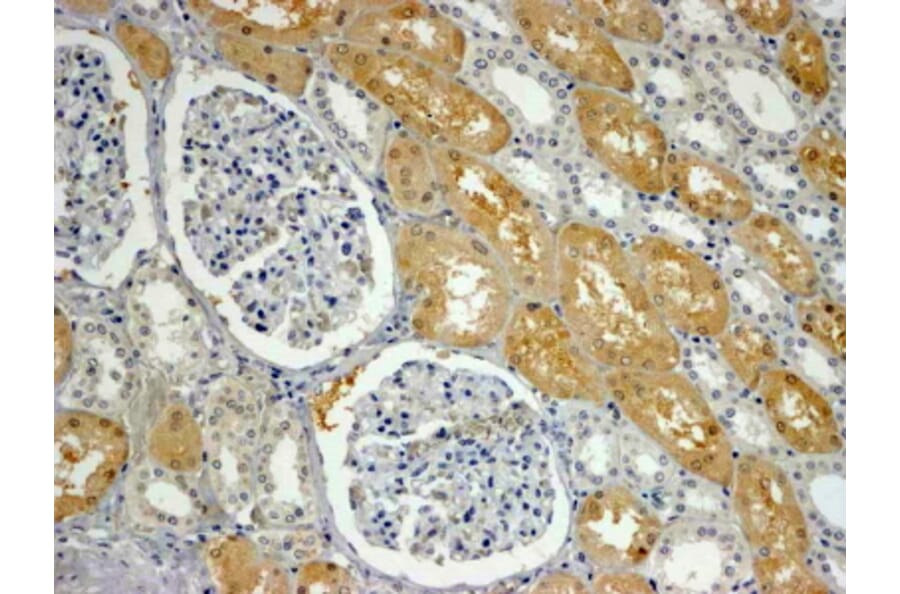 Immunohistochemistry - Anti-APXL Antibody (A83988) - Antibodies.com