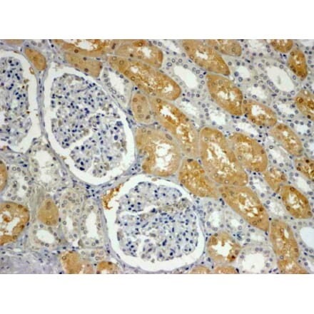 Immunohistochemistry - Anti-APXL Antibody (A83988) - Antibodies.com