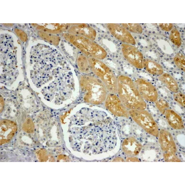 Immunohistochemistry - Anti-APXL Antibody (A83988) - Antibodies.com