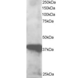 Western Blot - Anti-GIPC3 Antibody (A83989) - Antibodies.com
