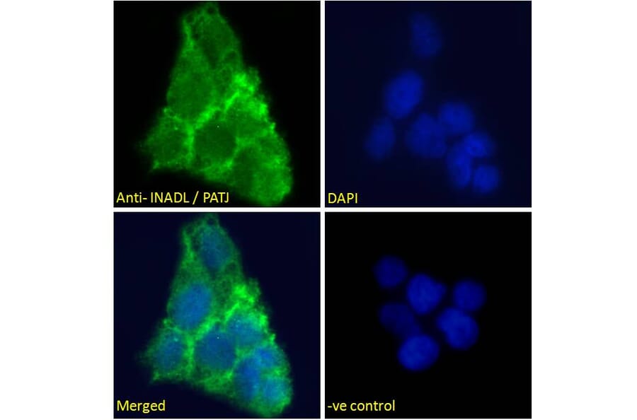 Immunofluorescence - Anti-PATJ Antibody (A83990) - Antibodies.com