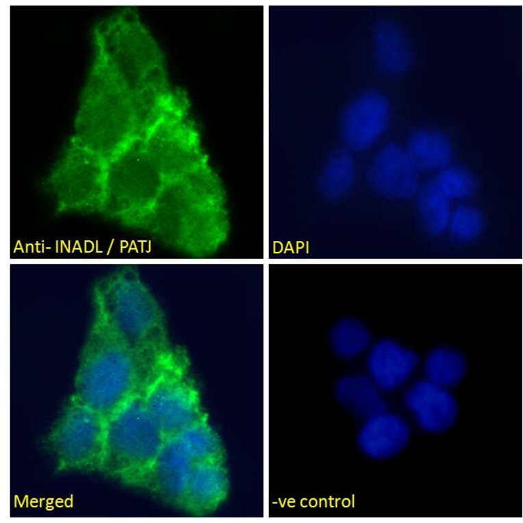 Immunofluorescence - Anti-PATJ Antibody (A83990) - Antibodies.com