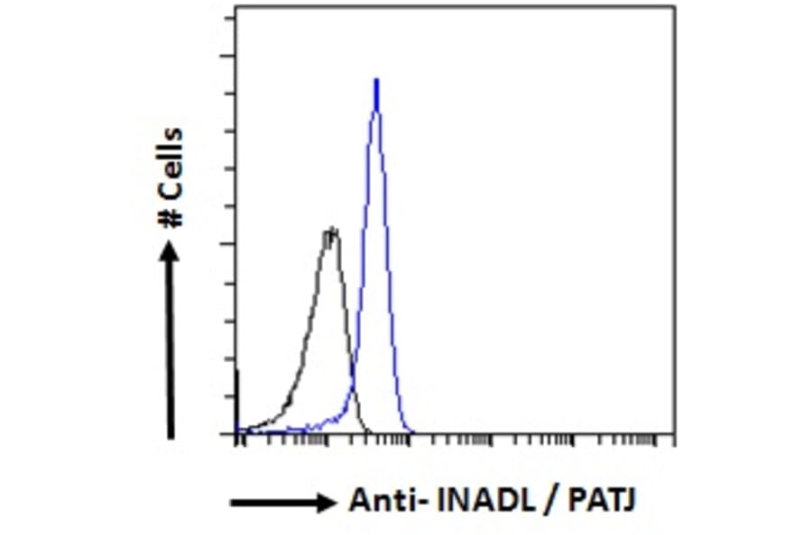 Flow Cytometry - Anti-PATJ Antibody (A83990) - Antibodies.com