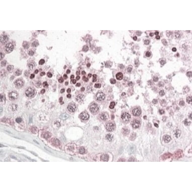Immunohistochemistry - Anti-PATJ Antibody (A83990) - Antibodies.com