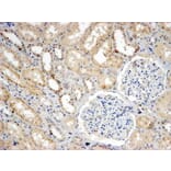 Immunohistochemistry - Anti-SNX8 Antibody (A83992) - Antibodies.com