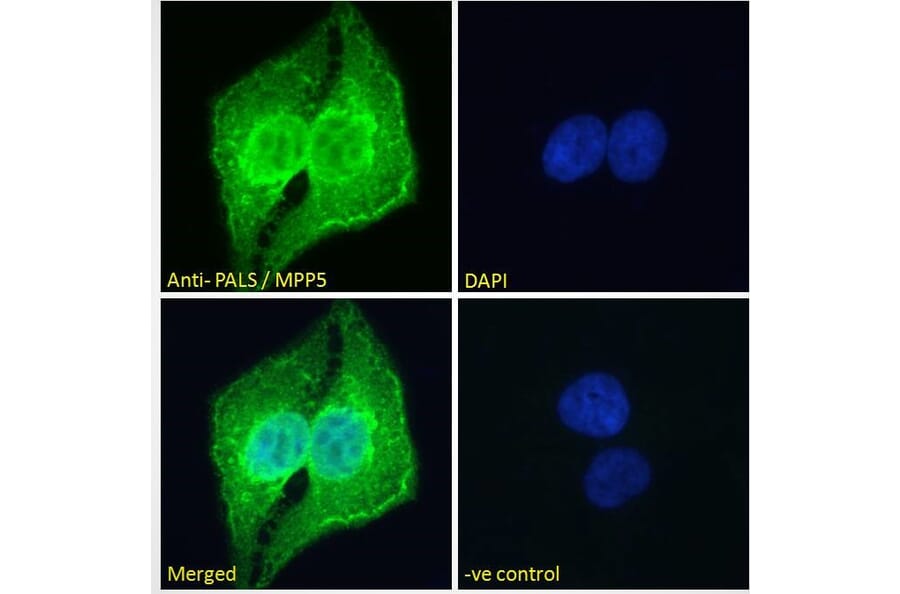 Immunofluorescence - Anti-MPP5/Pals1 Antibody (A83993) - Antibodies.com