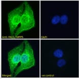 Immunofluorescence - Anti-MPP5/Pals1 Antibody (A83993) - Antibodies.com