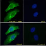 Immunofluorescence - Anti-MPP5/Pals1 Antibody (A83993) - Antibodies.com