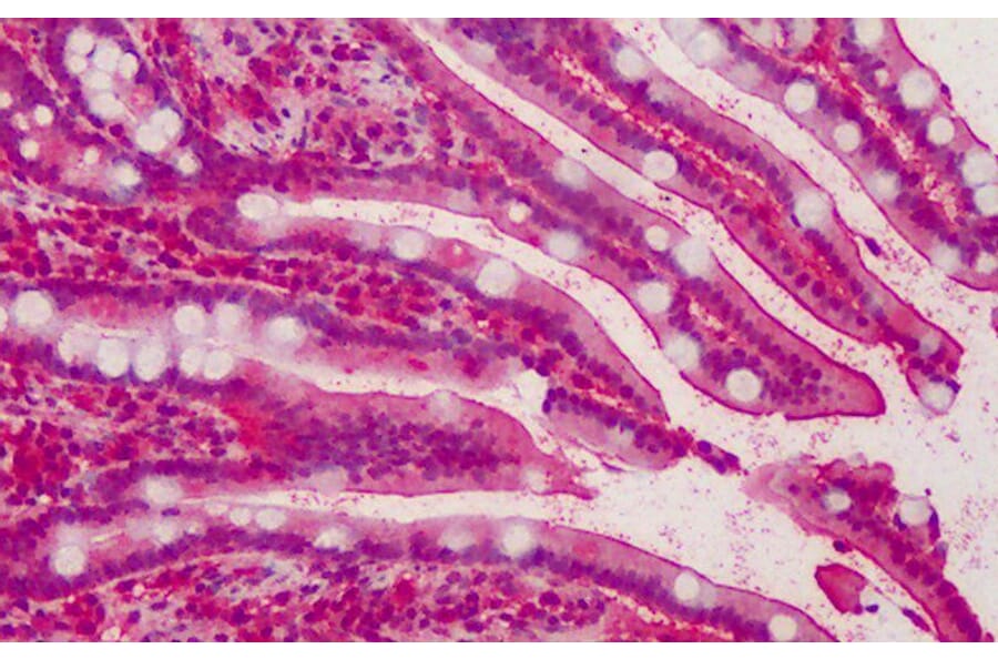 Immunohistochemistry - Anti-MPP5/Pals1 Antibody (A83993) - Antibodies.com