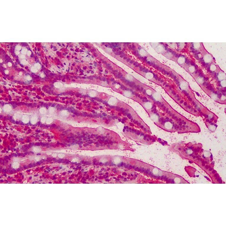 Immunohistochemistry - Anti-MPP5/Pals1 Antibody (A83993) - Antibodies.com