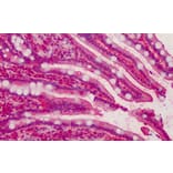 Immunohistochemistry - Anti-MPP5/Pals1 Antibody (A83993) - Antibodies.com