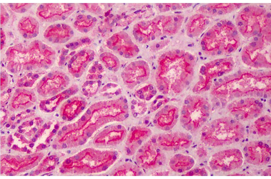 Immunohistochemistry - Anti-MPP5/Pals1 Antibody (A83993) - Antibodies.com