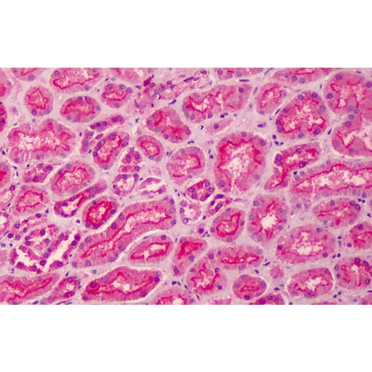 Immunohistochemistry - Anti-MPP5/Pals1 Antibody (A83993) - Antibodies.com