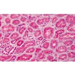 Immunohistochemistry - Anti-MPP5/Pals1 Antibody (A83993) - Antibodies.com