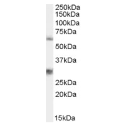 Western Blot - Anti-VAM1 Antibody (A83994) - Antibodies.com