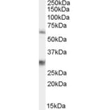 Western Blot - Anti-VAM1 Antibody (A83994) - Antibodies.com