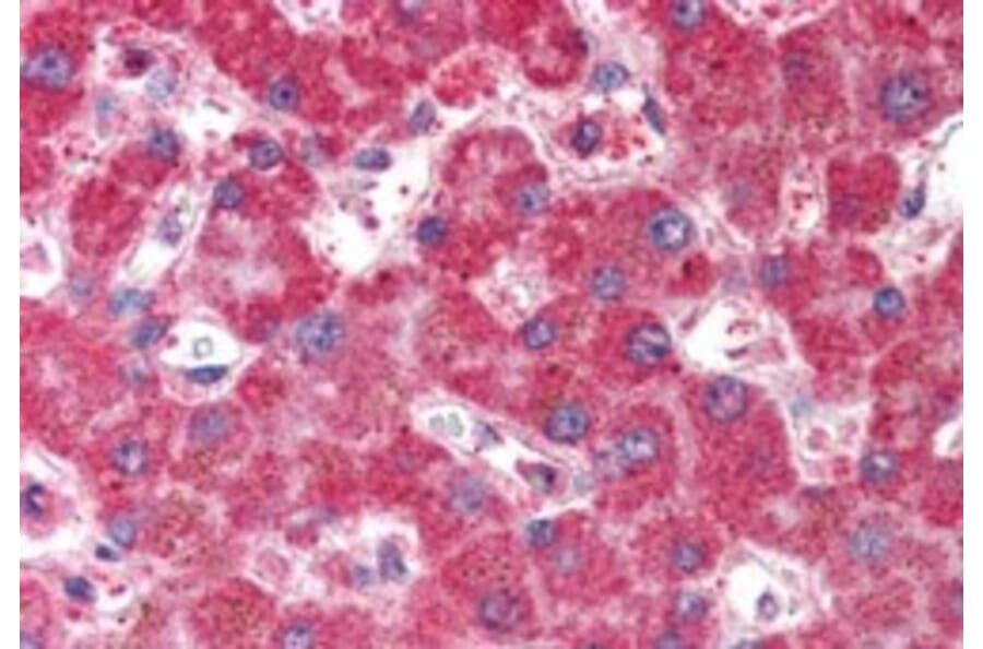 Immunohistochemistry - Anti-VAM1 Antibody (A83994) - Antibodies.com