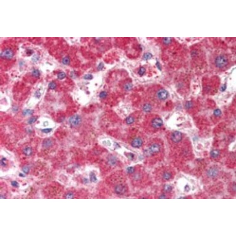 Immunohistochemistry - Anti-VAM1 Antibody (A83994) - Antibodies.com