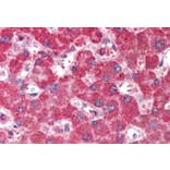 Immunohistochemistry - Anti-VAM1 Antibody (A83994) - Antibodies.com