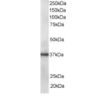 Western Blot - Anti-PDLIM1/CLP36 Antibody (A83995) - Antibodies.com