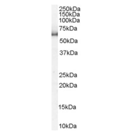 Western Blot - Anti-KPNA1 Antibody (A83996) - Antibodies.com