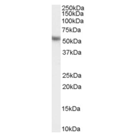Western Blot - Anti-KPNA2 Antibody (A83997) - Antibodies.com
