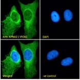Immunofluorescence - Anti-KPNA2 Antibody (A83997) - Antibodies.com