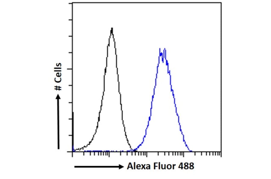 Flow Cytometry - Anti-KPNA2 Antibody (A83997) - Antibodies.com