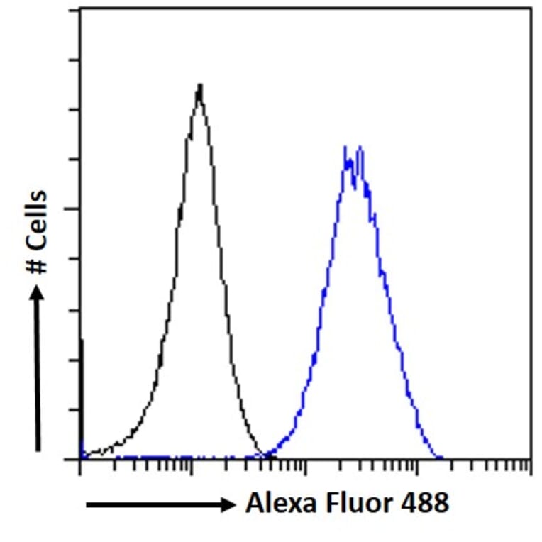 Flow Cytometry - Anti-KPNA2 Antibody (A83997) - Antibodies.com