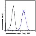 Flow Cytometry - Anti-KPNA2 Antibody (A83997) - Antibodies.com