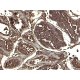 Immunohistochemistry - Anti-KPNA3 Antibody (A83999) - Antibodies.com