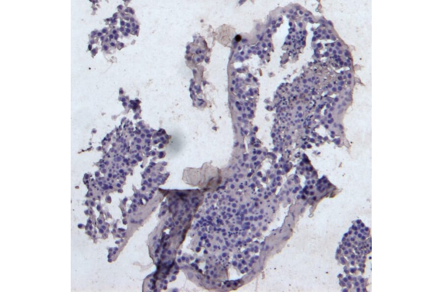 Immunohistochemistry - Anti-KPNA3 Antibody (A83999) - Antibodies.com