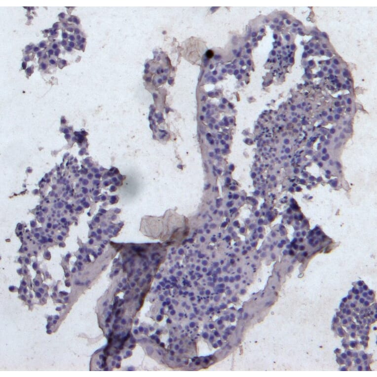 Immunohistochemistry - Anti-KPNA3 Antibody (A83999) - Antibodies.com
